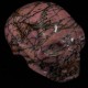 gestreept-rhodoniet-schedel
