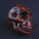 New skull Mahonie Obsidiaan