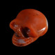 Chalcedon speciaal schedel