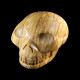  picture Jaspis schedel